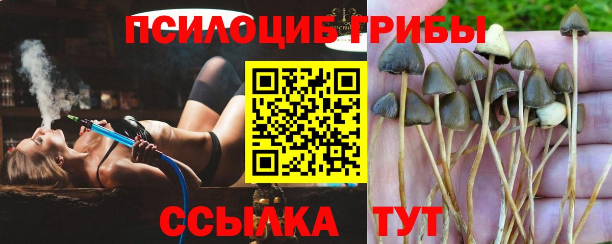 Норильск  Галлюциногенные грибы Cubensis  продажа наркотиков  Вход с VPN 